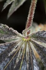 Bubba Kush CBD Feminised Seeds - Image 7
