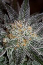Bubba Kush CBD Feminised Seeds - Image 8