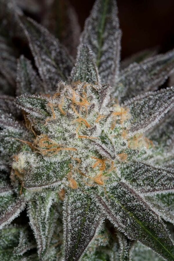 Bubba Kush CBD Feminised Seeds - Image 8