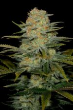 Amnesia CBD Feminised Seeds
