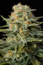Amnesia CBD Feminised Seeds - Image 2