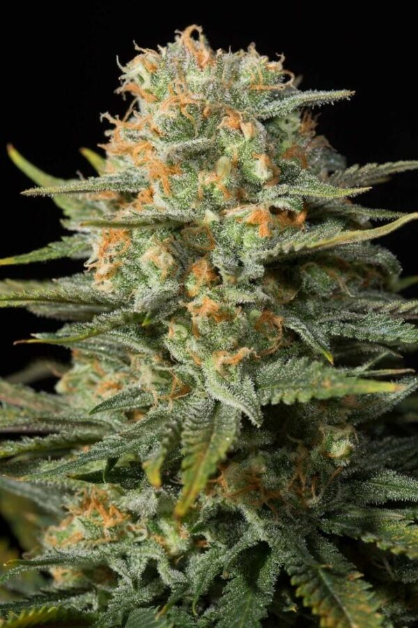 Amnesia CBD Feminised Seeds - Image 2