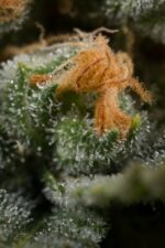Amnesia CBD Feminised Seeds - Image 3