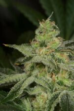 Amnesia CBD Feminised Seeds - Image 4