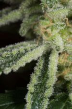 Amnesia CBD Feminised Seeds - Image 5