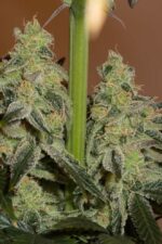 Amnesia CBD Feminised Seeds - Image 6