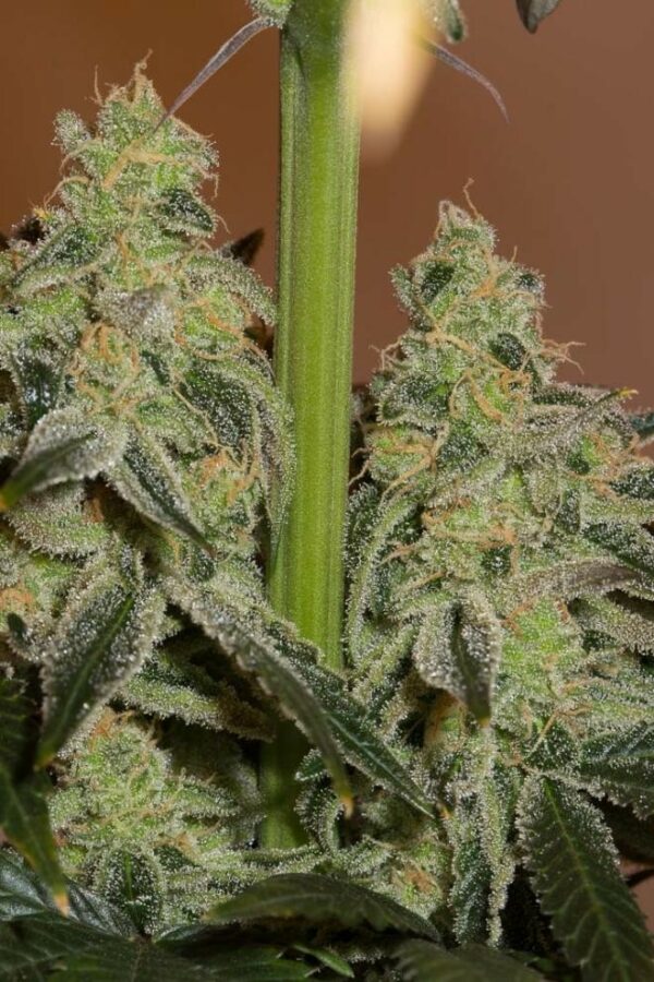 Amnesia CBD Feminised Seeds - Image 6