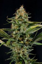 Amnesia Kush Feminised Seeds