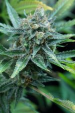Amnesia Kush Feminised Seeds - Image 2