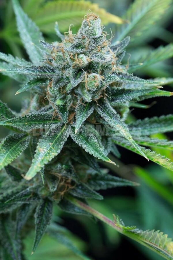 Amnesia Kush Feminised Seeds - Image 2