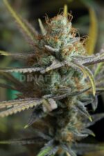Amnesia Kush Feminised Seeds - Image 3