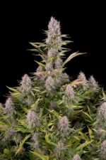 Amnesia Kush Feminised Seeds - Image 4