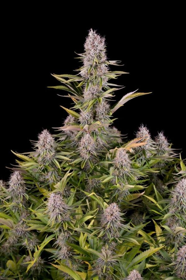 Amnesia Kush Feminised Seeds - Image 4
