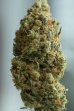 Blue Kush Auto Feminised Seeds