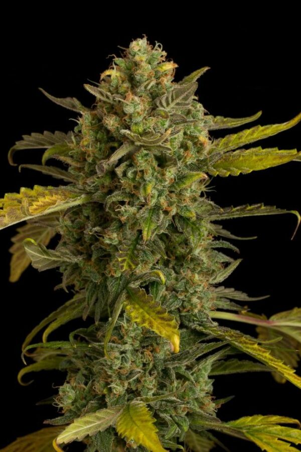 Blue Kush Auto Feminised Seeds - Image 2