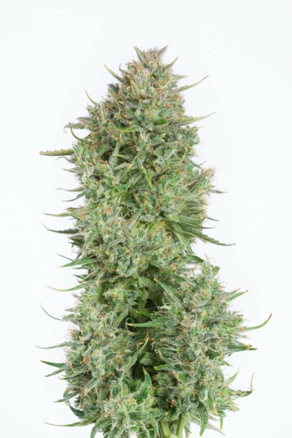 Blue Kush Auto Feminised Seeds - Image 3