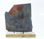 Purple Afghan Kush Feminised Seeds - Image 2