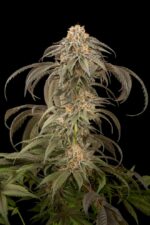 Purple Afghan Kush Feminised Seeds