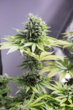 Moby Dick CBD Feminised Seeds