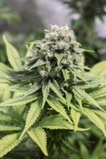 Moby Dick CBD Feminised Seeds - Image 2