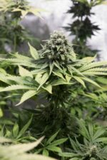Moby Dick CBD Feminised Seeds - Image 3