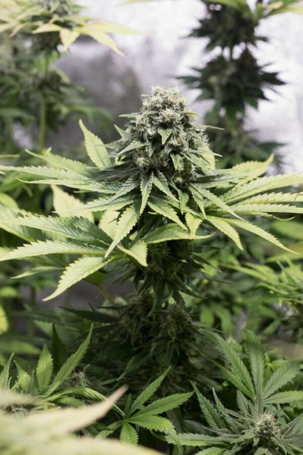 Moby Dick CBD Feminised Seeds - Image 3