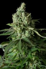 Moby Dick CBD Feminised Seeds - Image 4