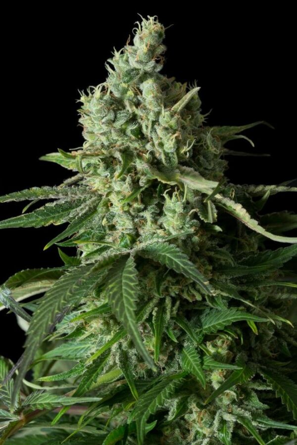 Moby Dick CBD Feminised Seeds - Image 4