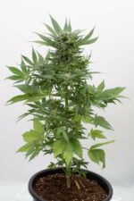 Sour Diesel Auto Feminised Seeds