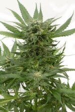 Sour Diesel Auto Feminised Seeds - Image 3