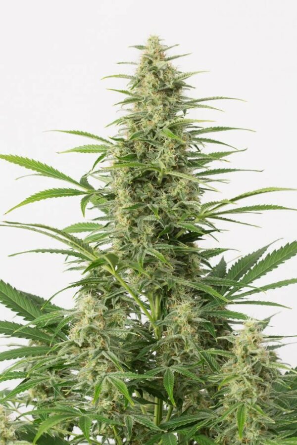 Sour Diesel Auto Feminised Seeds - Image 2