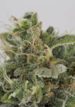 OG Kush Auto Feminised Seeds