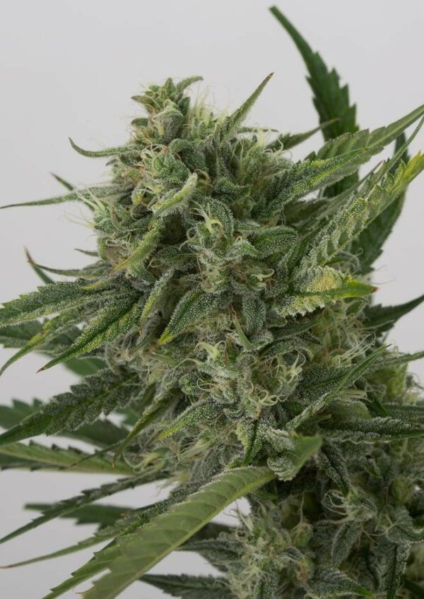 OG Kush Auto Feminised Seeds - Image 3