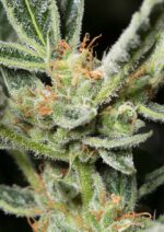 OG Kush Auto Feminised Seeds - Image 4