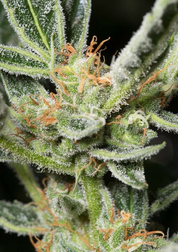 OG Kush Auto Feminised Seeds - Image 4