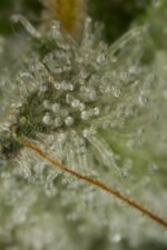 OG Kush Auto Feminised Seeds - Image 5