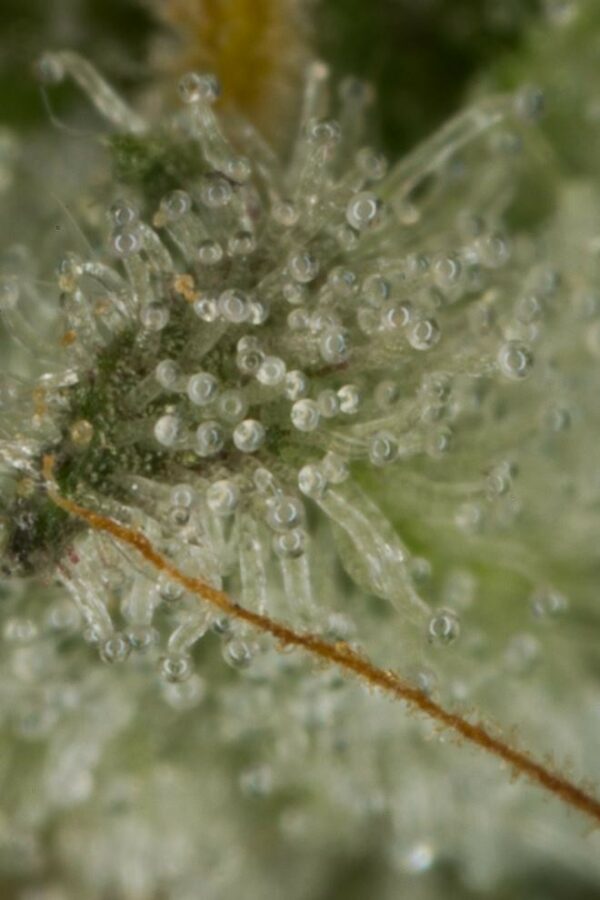 OG Kush Auto Feminised Seeds - Image 5