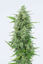 OG Kush Auto Feminised Seeds - Image 2