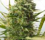 Cheese XXL Auto Feminised Seeds - Image 2