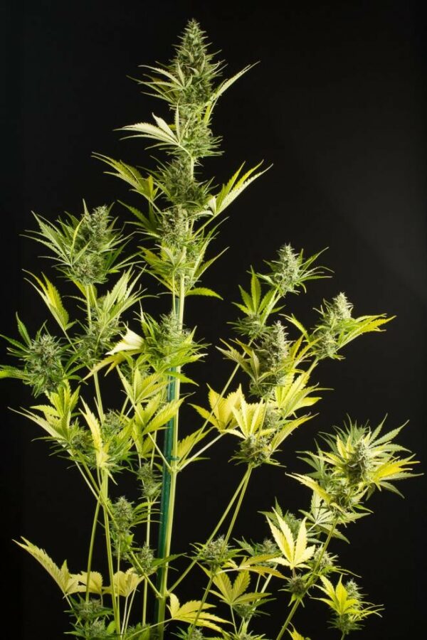 Cheese XXL Auto Feminised Seeds - Image 3