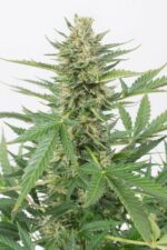 Cheese XXL Auto Feminised Seeds - Image 4
