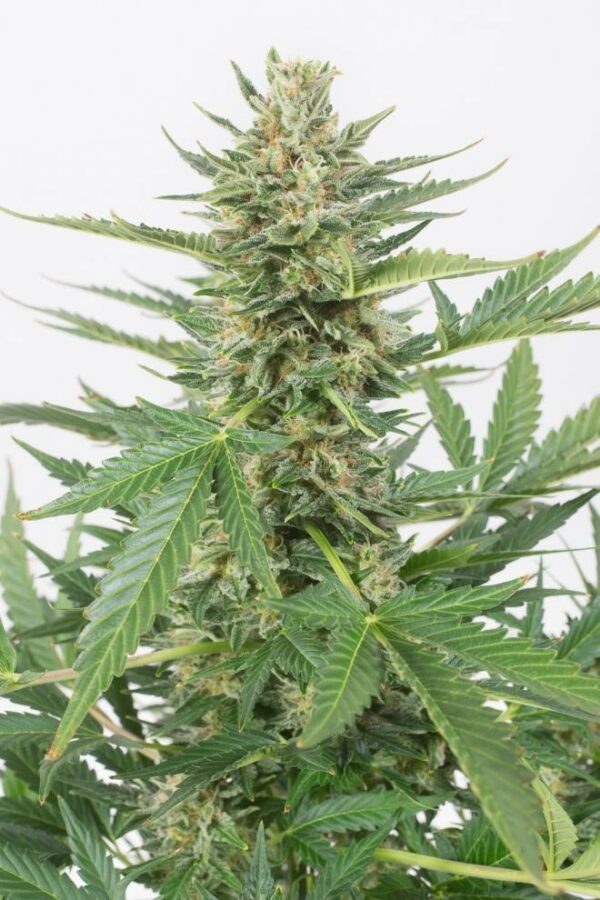 Cheese XXL Auto Feminised Seeds - Image 4