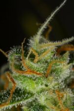 Blue Critical Auto Feminised Seeds - Image 4