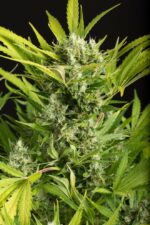 Blue Critical Auto Feminised Seeds - Image 2