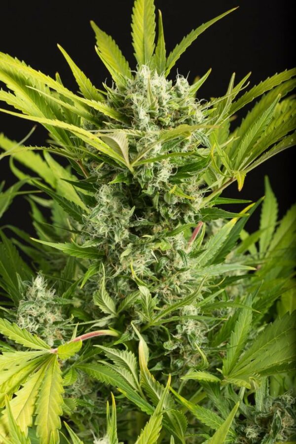 Blue Critical Auto Feminised Seeds - Image 2