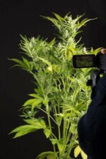 Blue Critical Auto Feminised Seeds - Image 3