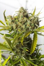 Blue Critical Auto Feminised Seeds