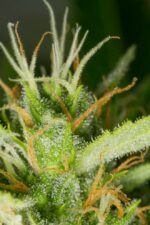 White Widow XXL Auto Feminised Seeds