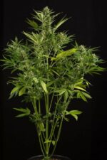 White Widow XXL Auto Feminised Seeds - Image 2