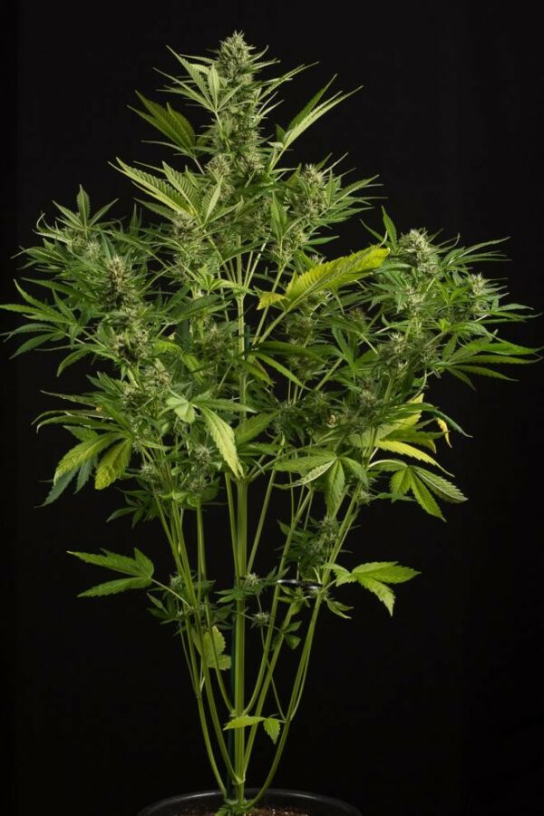 White Widow XXL Auto Feminised Seeds - Image 2